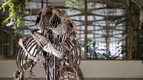 První dražba kostry Tyrannosaura rexe v Evropě.