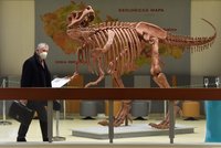 V Ostravě je Tyranosaurus Rex: Model přivezli složený v krabici
