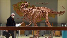 V Geologickém pavilonu profesora Pošepného v areálu Vysoké školy báňské - Technické univerzity Ostrava (VŠB-TUO) odhalili model kostry tyranosaura rexe.