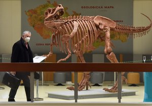 V Geologickém pavilonu profesora Pošepného v areálu Vysoké školy báňské - Technické univerzity Ostrava (VŠB-TUO) odhalili model kostry tyranosaura rexe.