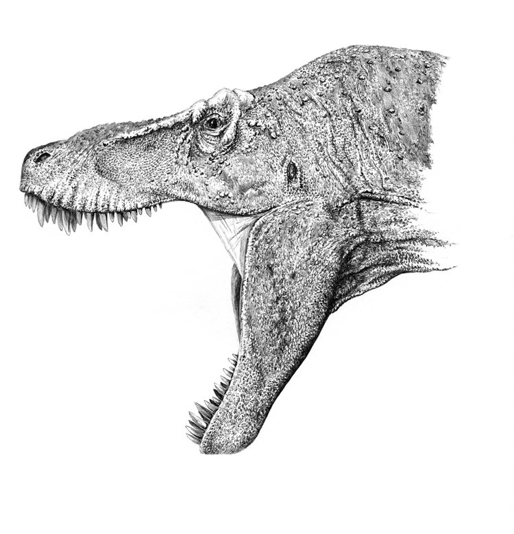 Kresba tyranosaura rexe