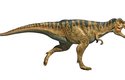 Tyranosaurus rex měl jiný kalendář než my