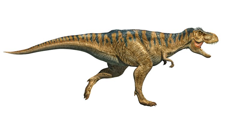 Tyranosaurus rex měl jiný kalendář než my