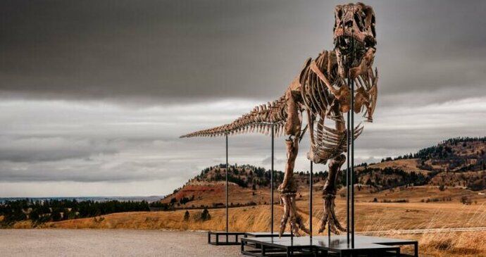 Tyranosaurus Rex jde do aukce.