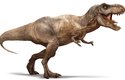 Tyranosaurus rex neběhal, ale hodně rychle chodil