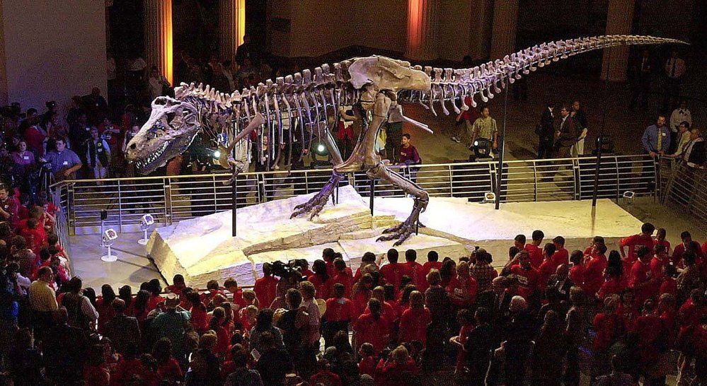 Zuzanka je největší a nejúplnější kostrou tyranosaura, jaká kdy byla nalezena