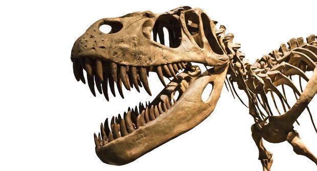 Rychlý chodec: Nový pohled na tyranosaura