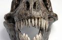 Tyranosaurus měl velmi masivní lebku, na niž se upínaly silné čelistní svaly