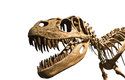 Na pohled má T. rex tělo rozeného běžce. V dospělosti však o běžecké schopnosti přišel vinou své obrovské váhy