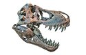 Lebka dospělého tyranosaura mohla měřit víc než jeden a půl  metru