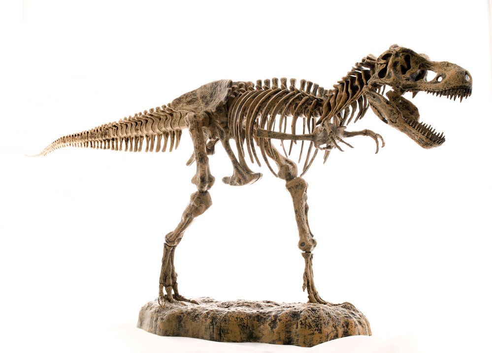 Rychlost tyranosaurů neomezoval výkon svalů, ale výdrž kostí dolních končetin