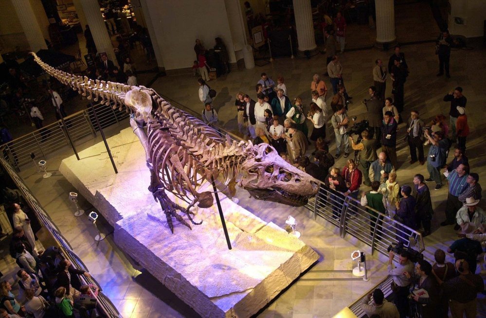 Zuzanka je největší a nejúplnější kostrou tyranosaura, jaká kdy byla nalezena