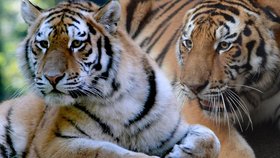Tygr Josef se bude za pár dní seznamovat s krásnou Tanjou. Reprodukce bude schopný až za rok a půl