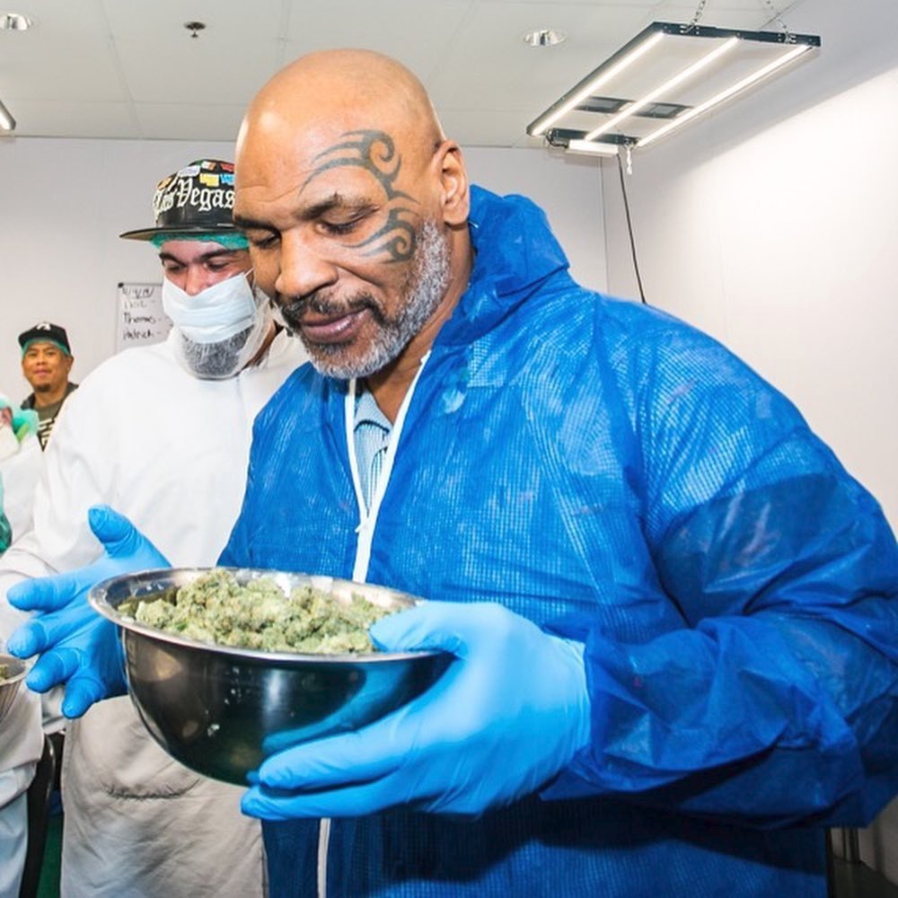 Slavný boxer Mike Tyson se dal na pěstování marihuany, kterou denně rád konzumuje!