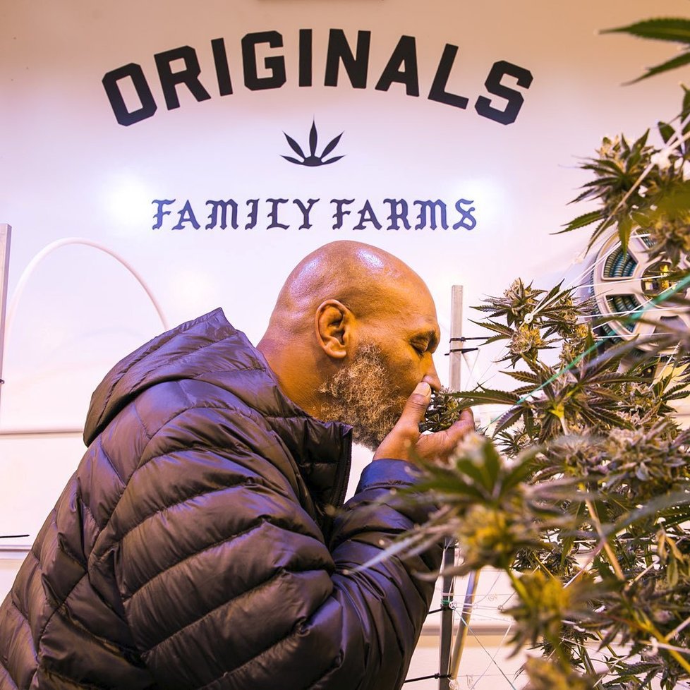 Slavný boxer Mike Tyson se dal na pěstování marihuany, kterou denně rád konzumuje!