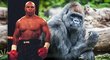 Mike Tyson vs. Gorila. Jak by asi tenhle souboj dopadl?