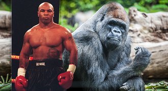 Neuvěřitelná nabídka boxera Tysona! 10 tisíc dolarů za zápas s gorilou