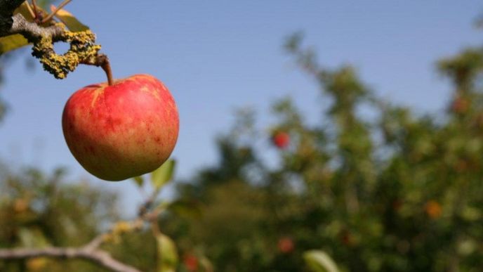 U hlavního ovocného druhu jablek klesly výsadby meziročně o 12 procent na 7975 hektarů