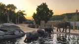 Sloni z pražské zoo „kempují“ pod širákem! První noc zastrašili vyjící vlky, troubili jako o život