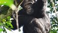 Šimpanz tráví většinu času v korunách stromů