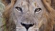 Lvi patří k největším atrakcím národního parku Queen Elizabeth