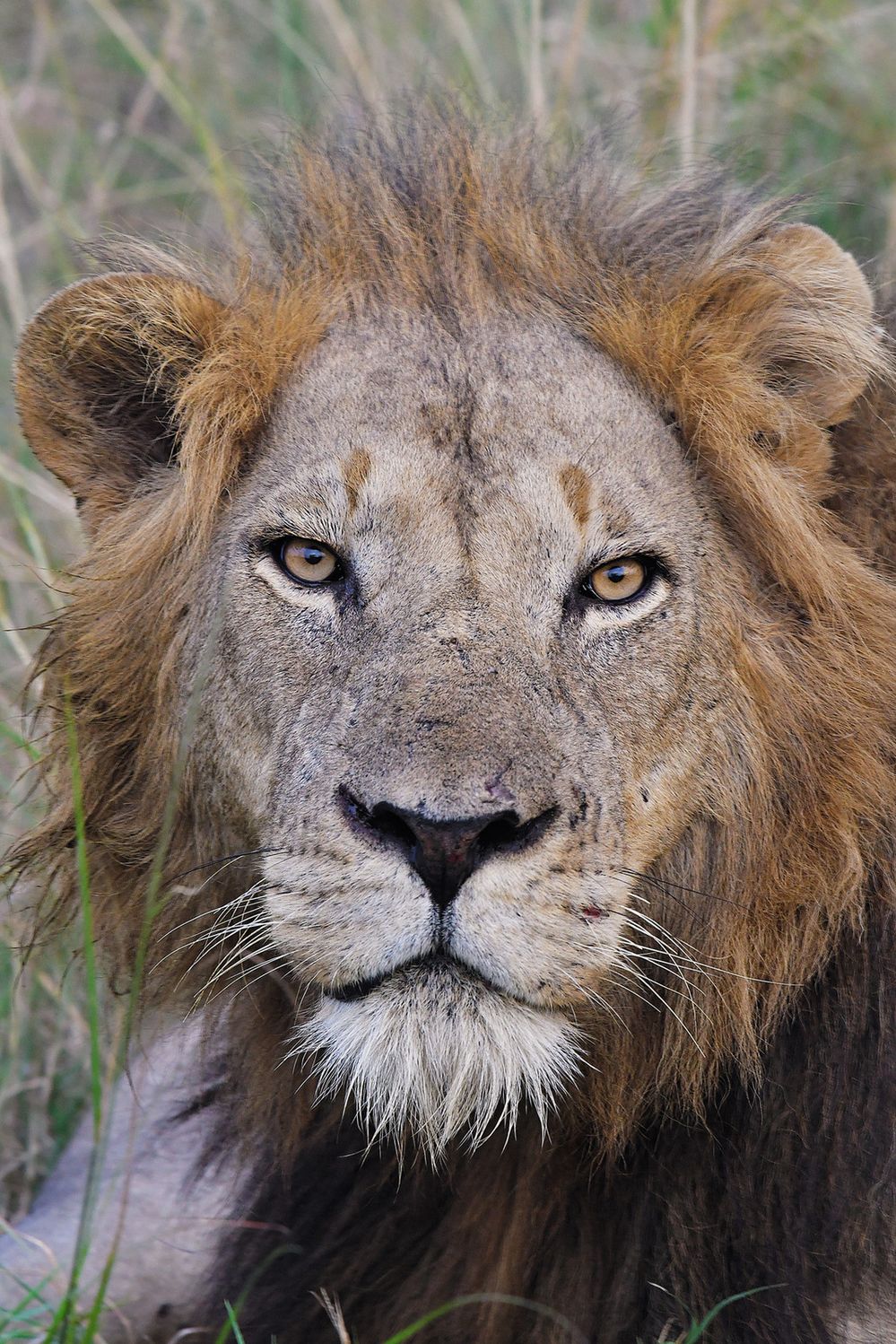 Lvi patří k největším atrakcím národního parku Queen Elizabeth