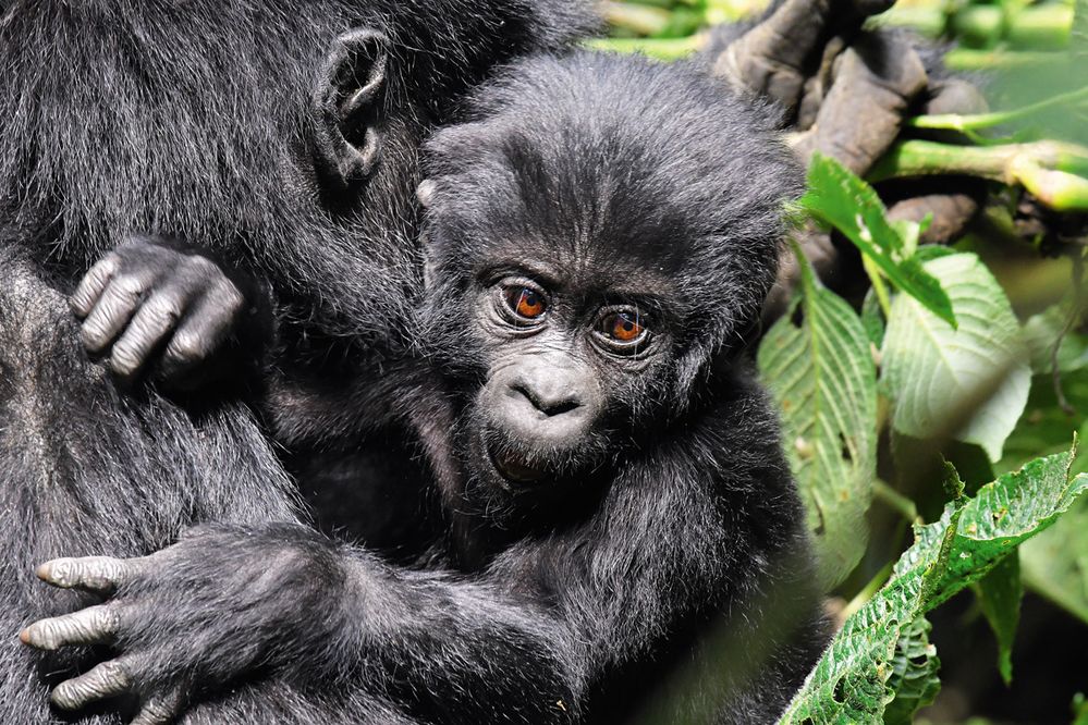Jako u všech živočichů jsou i u goril nejroztomilejší mláďata