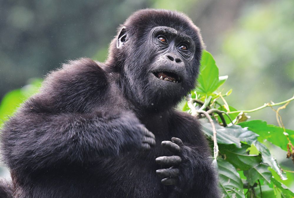 Gorily jsou na lidské návštěvy zvyklé, což ovšem neznamená, že přestaly být divoké!