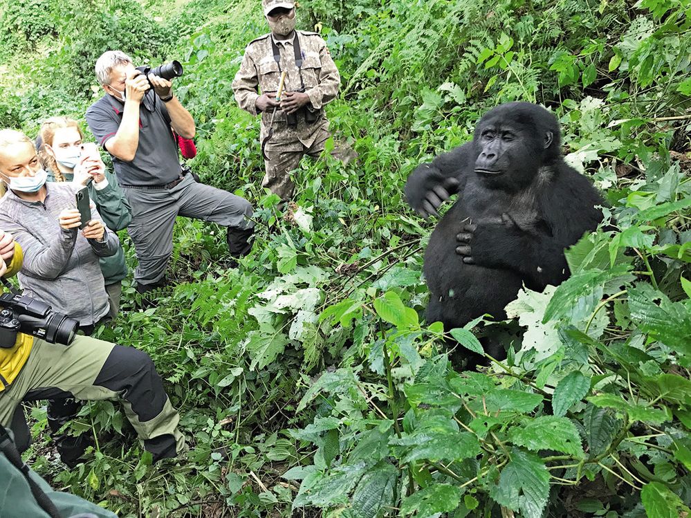 Horské gorily se k návštěvníkům často přiblíží překvapivě blízko