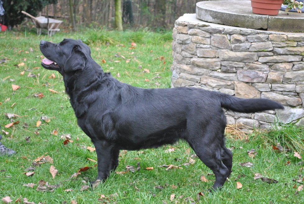 Nešťastná Gerda by v červenci oslavila sedmé narozeniny. Majitelka ji nechala na  výstavě v Brně v autě, fenku labradorského retrívra se už nepodařilo zachránit.