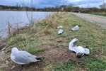 U rybníka Třetí Zbrod poblíž Mutěnic na Hodonínsku uhynulo přibližně sto racků chechtavých na ptačí chřipku.