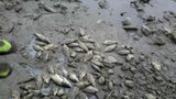 Velká rybí tragédie: Desítky metráků jich uhynuly! Nikdo neví proč!