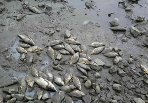 V rybníku uhynulo 17 tun ryb, škoda je přes jeden milion korun. Podezření na amoniak zůstává zatím s otazníkem.