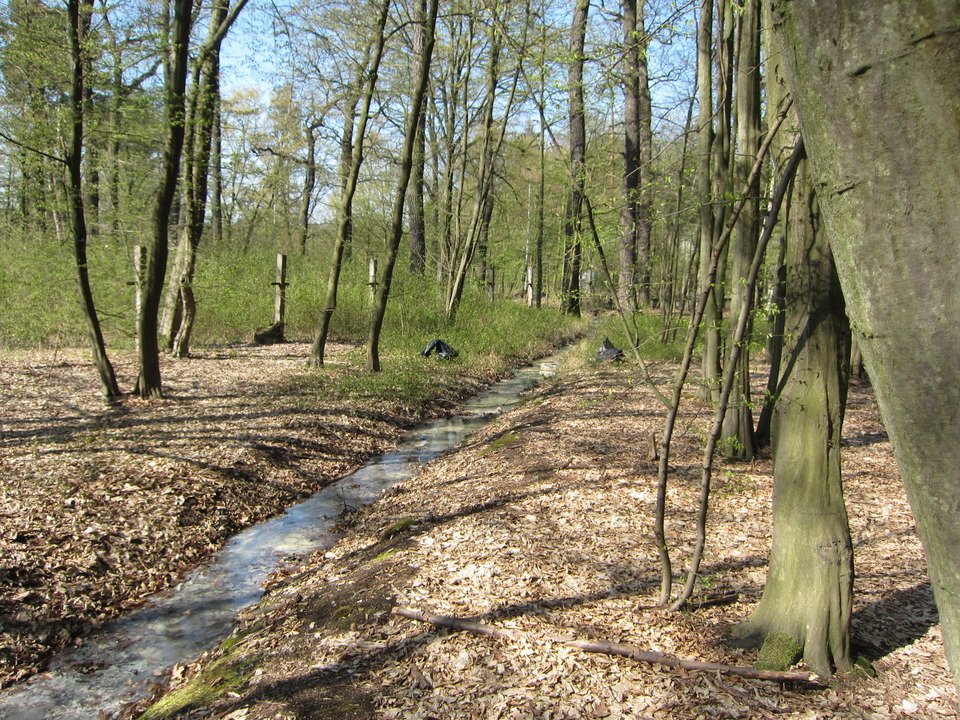 Klánovický les, v němž stávala vesnice s tvrzí Slavětice. (ilustrační foto)