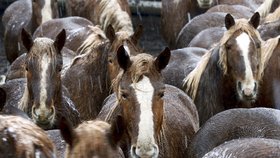 Do oblasti kolem Černobylu se po 33 letech od tragédie vrací život.