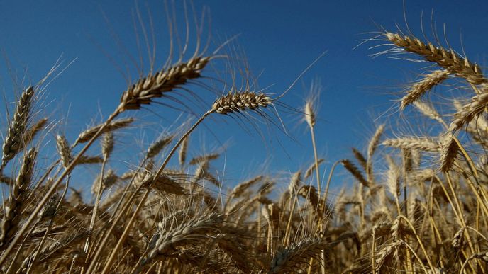 Ukrajinu zasáhla kvůli ruské invazi i obilná krize