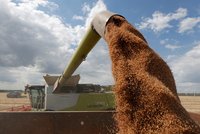 Potíže s vývozem obilí z Ukrajiny: Rusové ho kradou, Britové hledají způsoby pomoci