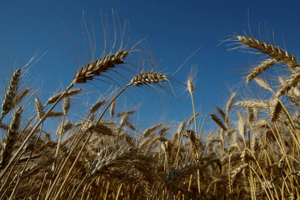 Ukrajinu zasáhla kvůli ruské invazi i obilná krize