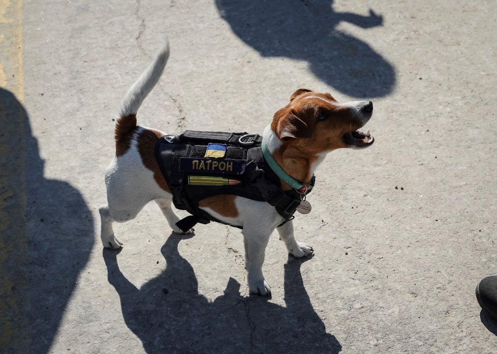 Zelenskyj ocenil medailí i psa, který pomohl najít na 200 kusů nevybuchlé munice.