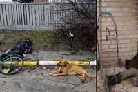 Dojemné fotografie z Ukrajiny: Věrní psi nechtěli opustit mrtvé páníčky!