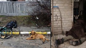 Dojemné fotografie z Ukrajiny: Věrní psi nechtěli opustit mrtvé páníčky!
