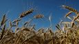 Pěstování pšenice na Ukrajině.