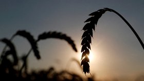 Pěstování pšenice na Ukrajině