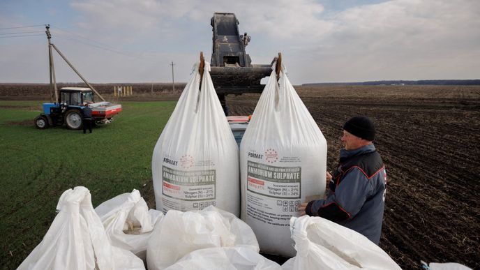 Pěstování pšenice na Ukrajině.