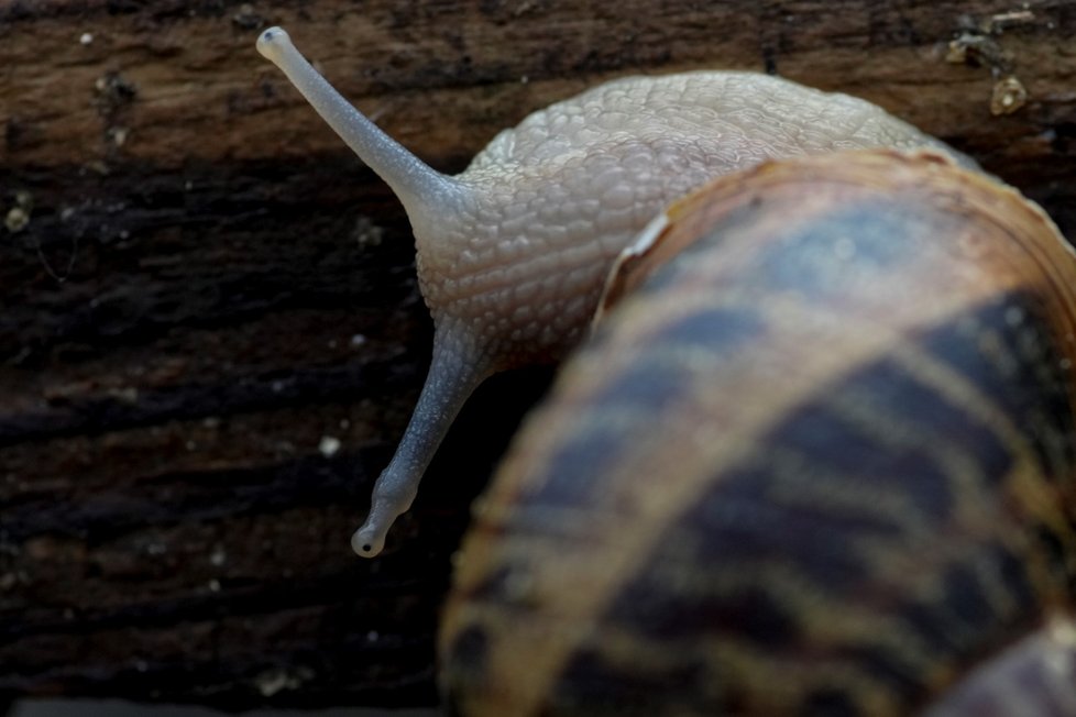 Ukrajinská farmářka Olena Avramenková se v době ruské invaze utěšuje svými hlemýždi.