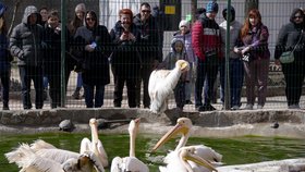 Lidé v Oděse ve znovuotevřené zoo. (26.3.2022)