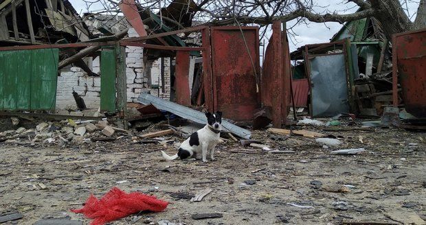 Otřesná situace v ukrajinské Buči: Nepohřbená těla trhají na kusy divocí psi!