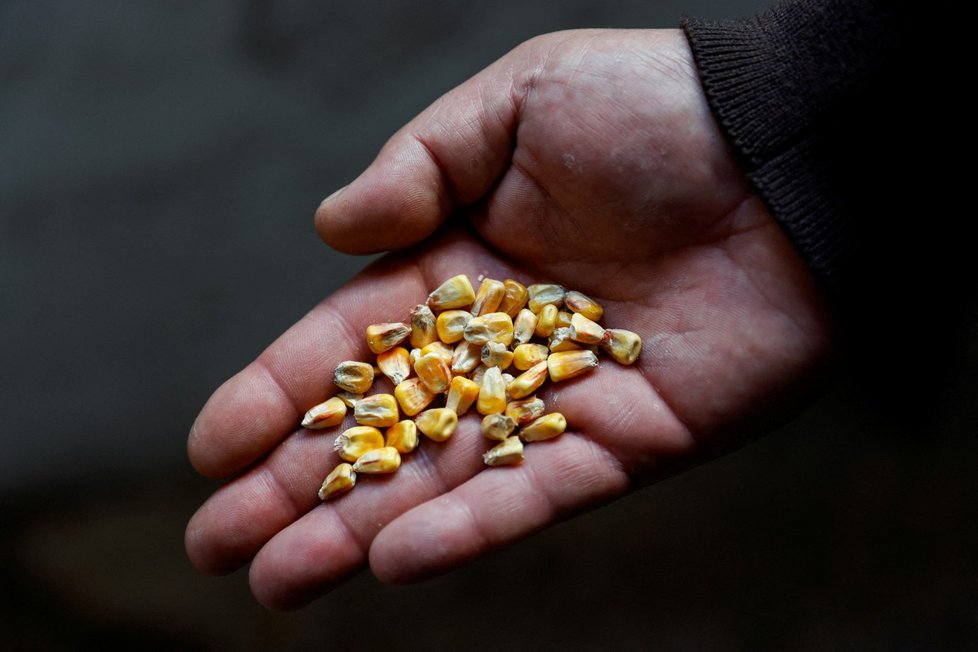 Zadržování ukrajinského obilí má vliv na celý svět. (30. 6. 2022)