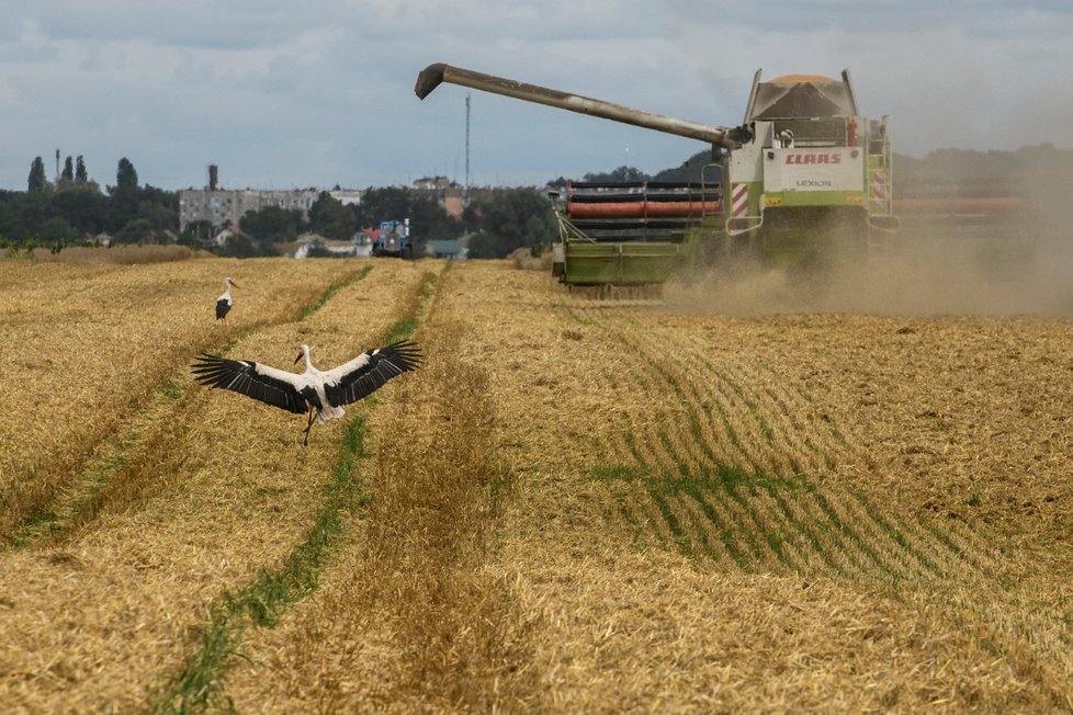 Sklizeň obilí na Ukrajině (9. 8. 2022)