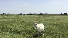 Zajímavé zátiší: Koza se pase, tanky jedou na Ukrajinu